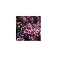 Leptospermum Martini - fleurs (fabrizio / Adobe Stock)