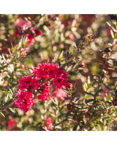 Leptospermum Winter Cheer - fleurs (Patrik Stedrak / Adobe Stock)