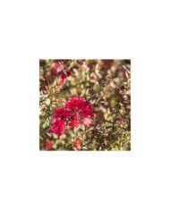 Leptospermum Winter Cheer - fleurs (Patrik Stedrak / Adobe Stock)