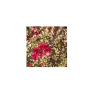 Leptospermum Winter Cheer - fleurs (Patrik Stedrak / Adobe Stock)