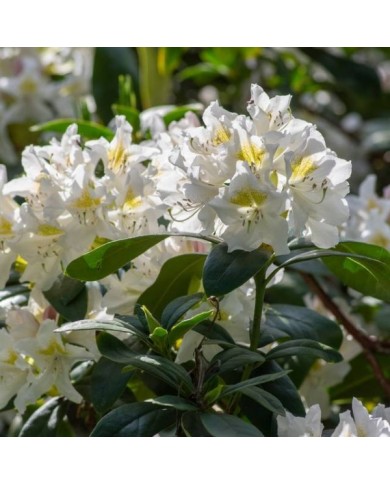 Rhododendron 'Madame Masson' en fleurs (Iv / stock.adobe.com)