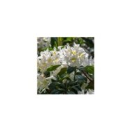Rhododendron 'Madame Masson' en fleurs (Iv / stock.adobe.com)
