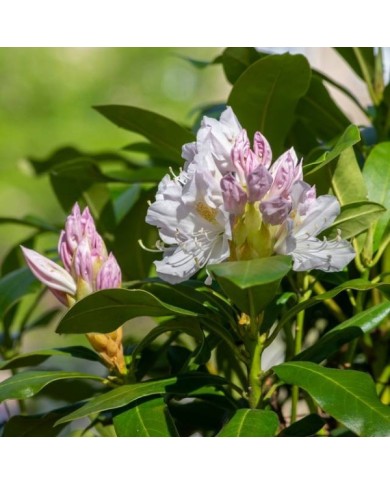 Rhododendron 'Madame Masson' (boutons) (Iva / stock.adobe.com)