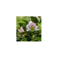 Rhododendron 'Madame Masson' (boutons) (Iva / stock.adobe.com)