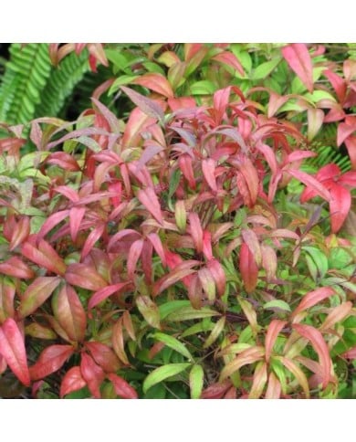 Bambou sacré (Nandina domestica)
