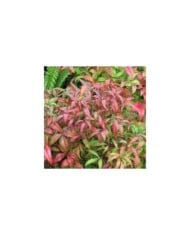 Bambou sacré (Nandina domestica)