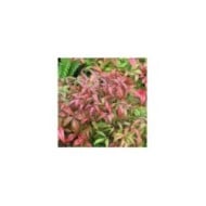 Bambou sacré (Nandina domestica)
