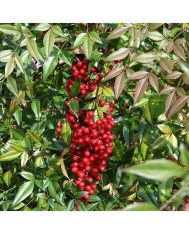 Baies de Nandina domestica