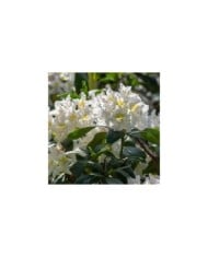 Rhododendron 'Madame Masson' en fleurs (Iv / stock.adobe.com)