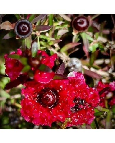 Leptospermum Ruby Glow - fleurs (Peter D. Tillman)