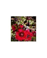 Leptospermum Ruby Glow - fleurs (Peter D. Tillman)