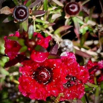 Leptospermum Ruby Glow - fleurs (Peter D. Tillman)