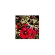 Leptospermum Ruby Glow - fleurs (Peter D. Tillman)