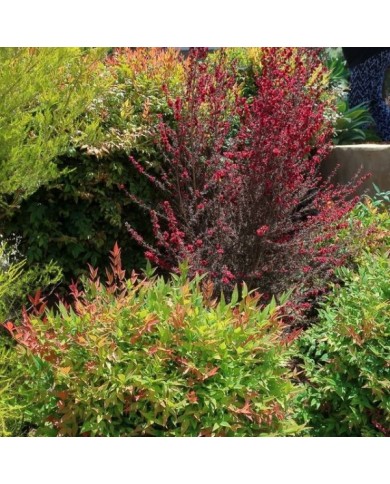 Leptospermum Ruby Glow - arbuste (cultivar413)