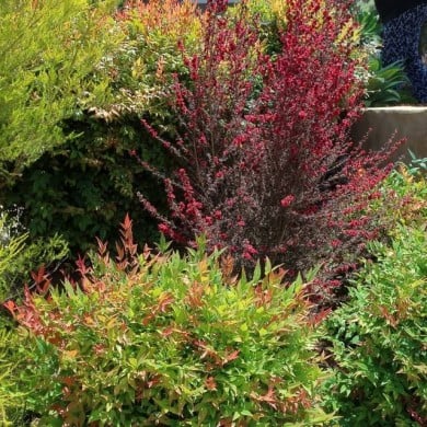 Leptospermum Ruby Glow - arbuste (cultivar413)