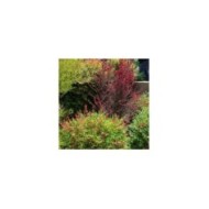 Leptospermum Ruby Glow - arbuste (cultivar413)