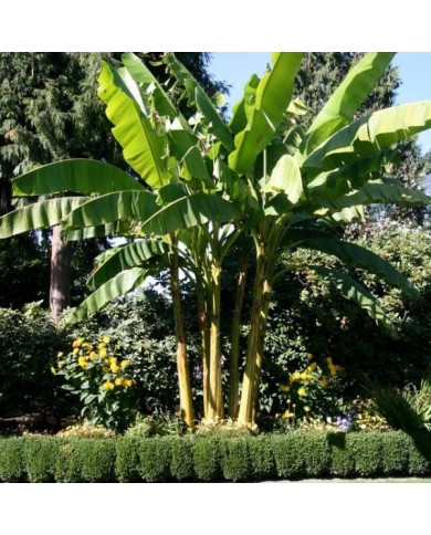 Musa basjoo - Bananier (Gardening Solutions)