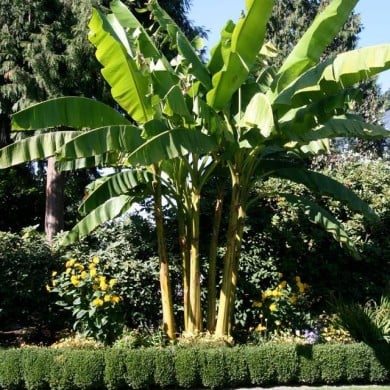 Musa basjoo - Bananier (Gardening Solutions)