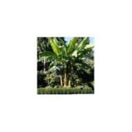 Musa basjoo - Bananier (Gardening Solutions)