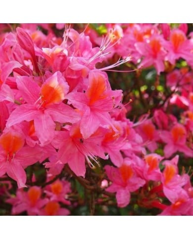 Azalée 'Jolie Madame'