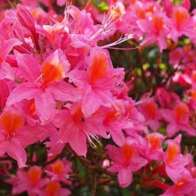 Azalée 'Jolie Madame'