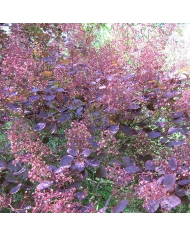 Arbre à perruque 'Royal Purple' - Cotinus (Leonora (Ellie) Enking / flickr.com)
