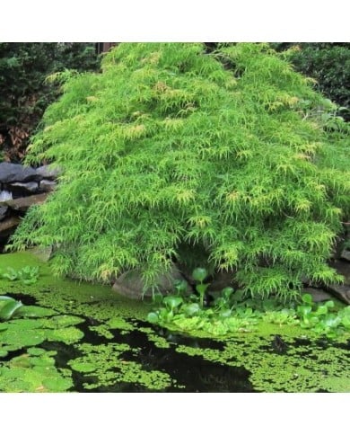Acer palmatum 'Dissectum Viridis' - Flickr - cultivar413