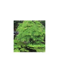 Acer palmatum 'Dissectum Viridis' - Flickr - cultivar413