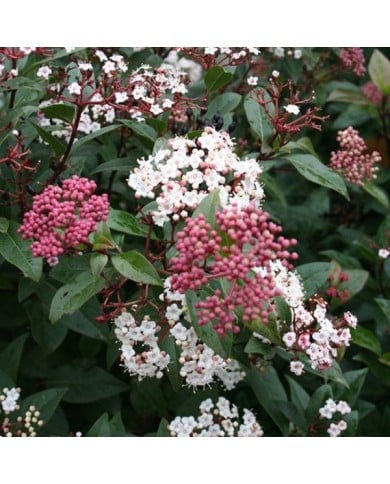 Viburnum tinus Spirit 'Anvi' - Globe Planter