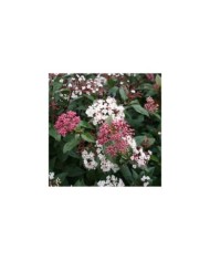 Viburnum tinus Spirit 'Anvi' - Globe Planter