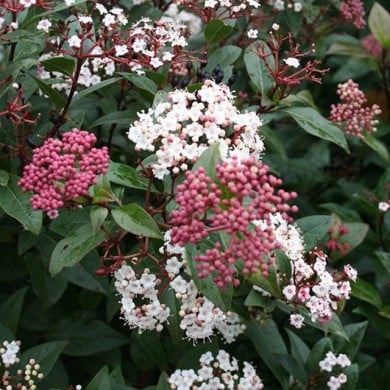 Viburnum tinus Spirit 'Anvi' - Globe Planter