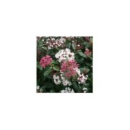 Viburnum tinus Spirit 'Anvi' - Globe Planter