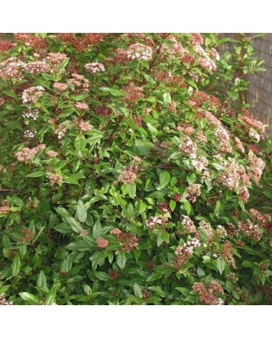 Viburnum tinus Spirit 'Anvi' - Globe Planter