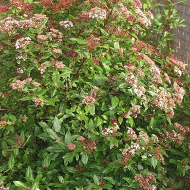 Viburnum tinus Spirit 'Anvi' - Globe Planter
