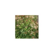 Viburnum tinus Spirit 'Anvi' - Globe Planter