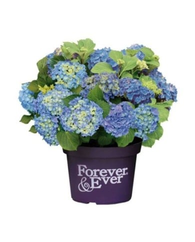 Hydrangea macrophylla Forever&Ever® bleu - Hortensia (Forever&Ever®)