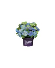 Hydrangea macrophylla Forever&Ever® bleu - Hortensia (Forever&Ever®)