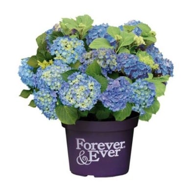 Hydrangea macrophylla Forever&Ever® bleu - Hortensia (Forever&Ever®)