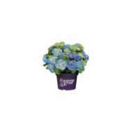 Hydrangea macrophylla Forever&Ever® bleu - Hortensia (Forever&Ever®)