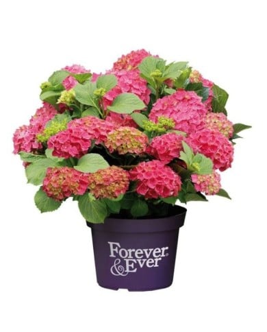 Hydrangea macrophylla Forever&Ever® rouge - Hortensia (Forever&Ever®)