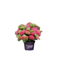Hydrangea macrophylla Forever&Ever® rouge - Hortensia (Forever&Ever®)