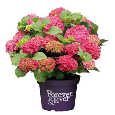 Hydrangea macrophylla Forever&Ever® rouge - Hortensia (Forever&Ever®)