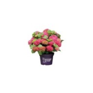 Hydrangea macrophylla Forever&Ever® rouge - Hortensia (Forever&Ever®)