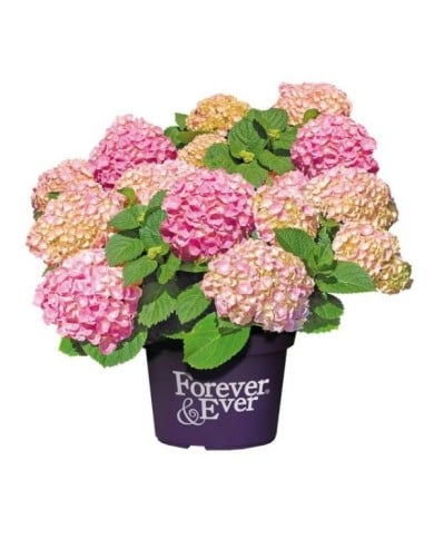 Hydrangea macrophylla Forever&Ever® rose - Hortensia (Forever&Ever®)