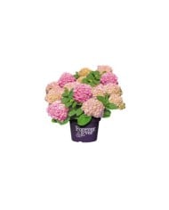 Hydrangea macrophylla Forever&Ever® rose - Hortensia (Forever&Ever®)