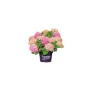 Hydrangea macrophylla Forever&Ever® rose - Hortensia (Forever&Ever®)