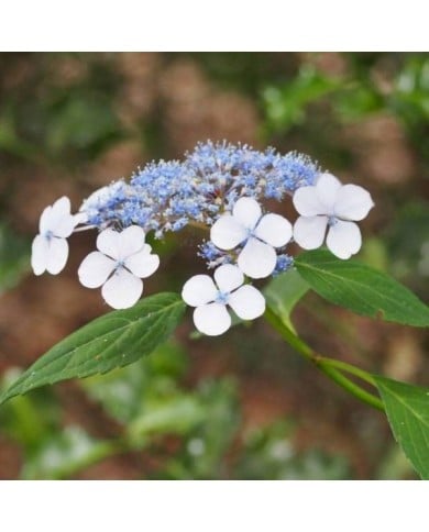 Hortensia japonais 'Blue Bird' - Hydrangea serrata (Agnieszka Kwiecie? - Nova / wikimedia.org)