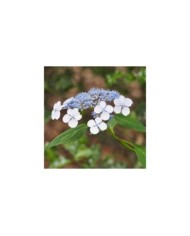 Hortensia japonais 'Blue Bird' - Hydrangea serrata (Agnieszka Kwiecie? - Nova / wikimedia.org)