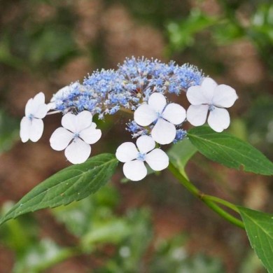 Hortensia japonais 'Blue Bird' - Hydrangea serrata (Agnieszka Kwiecie? - Nova / wikimedia.org)