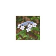 Hortensia japonais 'Blue Bird' - Hydrangea serrata (Agnieszka Kwiecie? - Nova / wikimedia.org)